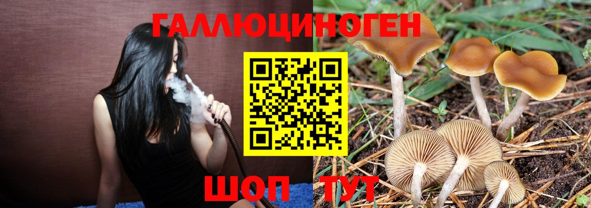 Псилоцибиновые грибы Psilocybine cubensis Электросталь